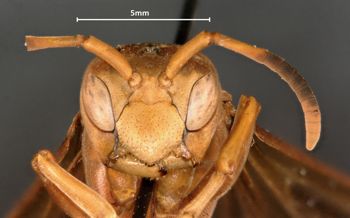 Media type: image;   Entomology 35999 Aspect: head frontal view